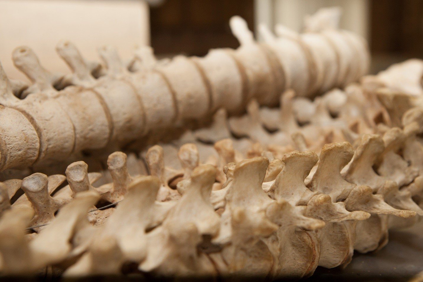 The spine plays a vital role in helping the body maintain optimal health