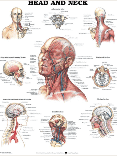 Head and Neck Chart