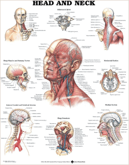 Head and Neck Chart