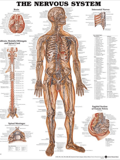 Nervous System Chart