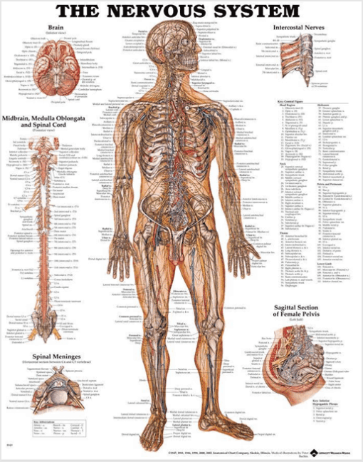 Nervous System Chart