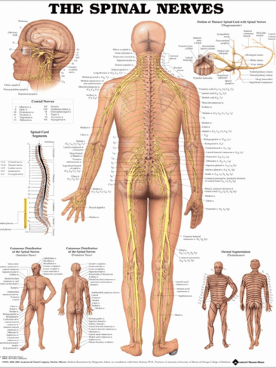 Spinal Nerves Chart
