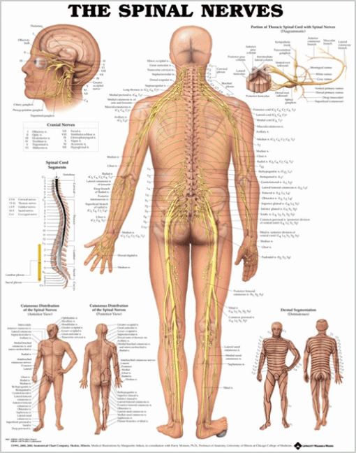 Spinal Nerves Chart