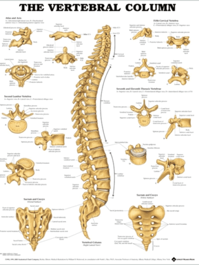 Vertebral Column Chart