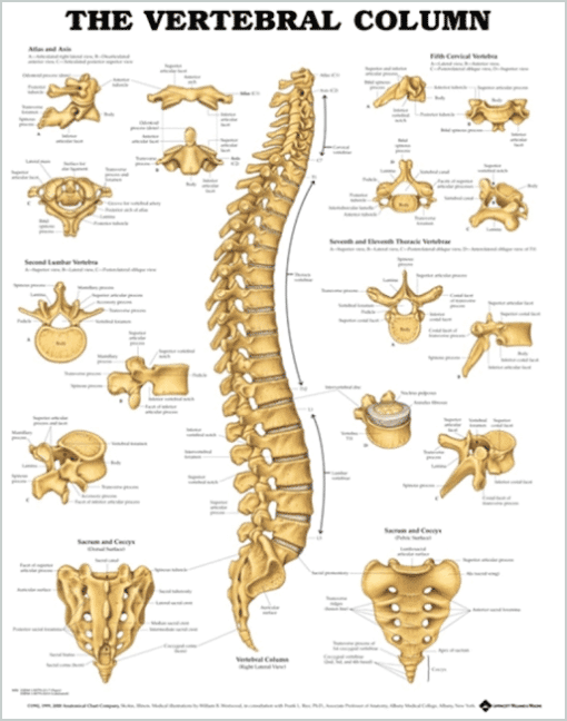 Vertebral Column Chart