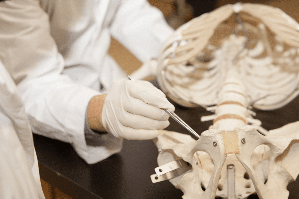 What Top Colleges Teach About Chiropractic Science