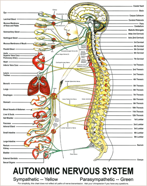 Autonomic Nervous System Pad