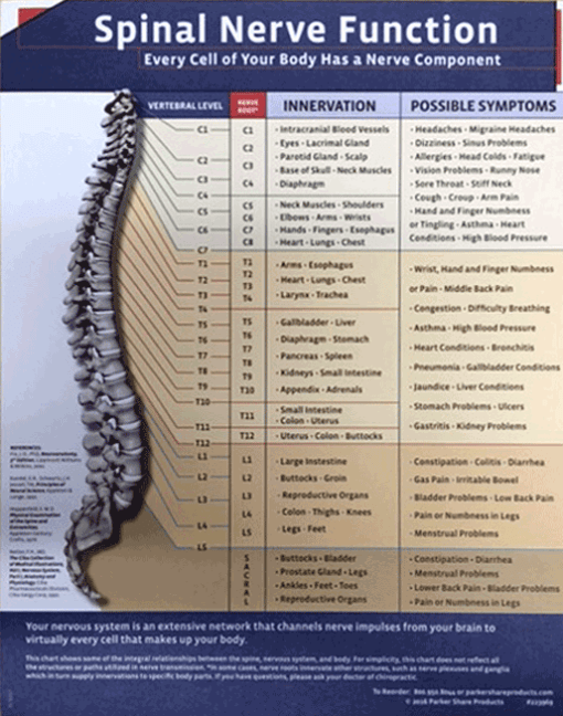Spinal Nerve Function Pad