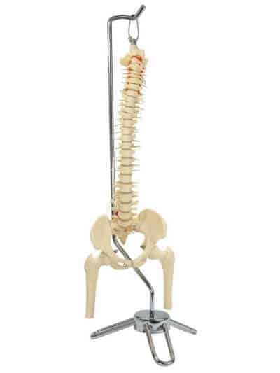 Small Spine Model