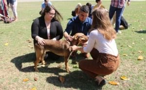 Animal Chiro Club